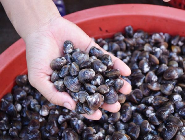 Cách nấu cháo hến thơm ngon dinh dưỡng ngay tại nhà