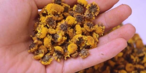 Cách nấu chè hoa cúc dễ làm ngon miệng ngay tại nhà