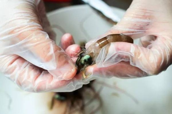 Cách làm bánh bột lọc chiên mới lạ thơm giòn và hấp dẫn