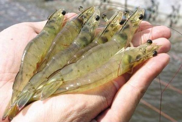 Cách làm canh bầu nấu tôm thanh mát đậm chất dân gian