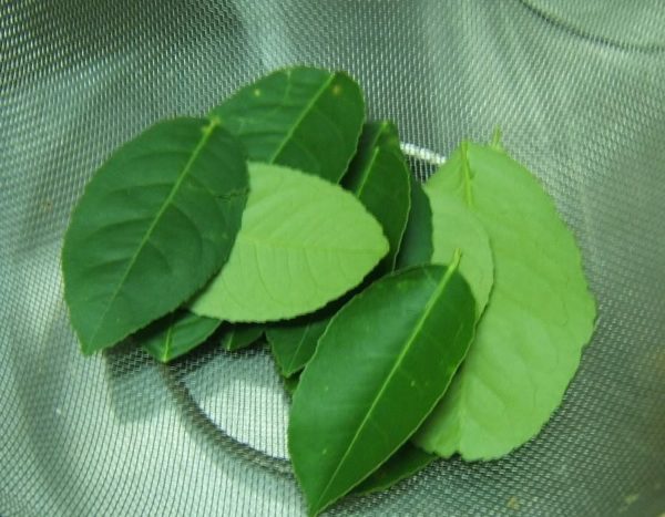 Cách làm cánh gà hấp muối vàng ươm, ngọt thịt siêu ngon cho cả gia đình