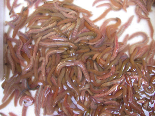 Cách làm chả rươi vỏ quýt thơm ngậy, không tanh