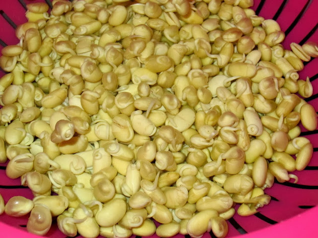 Cách làm giá đỗ xanh, giá đỗ tương tại nhà cực đơn giản