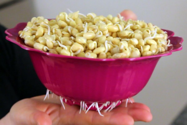 Cách làm giá đỗ xanh, giá đỗ tương tại nhà cực đơn giản