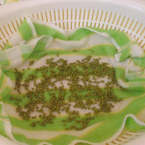 Cách làm giá đỗ xanh, giá đỗ tương tại nhà cực đơn giản