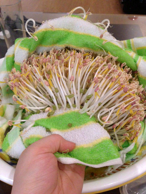 Cách làm giá đỗ xanh, giá đỗ tương tại nhà cực đơn giản