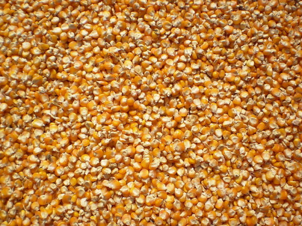 Cách làm ngô cay giòn ngon ăn vặt tại nhà siêu dễ