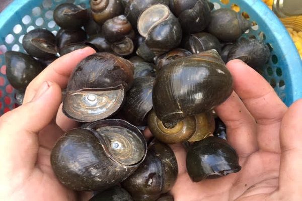 Cách làm ốc bươu xào sả ớt thơm ngon lạ miệng như ngoài hàng