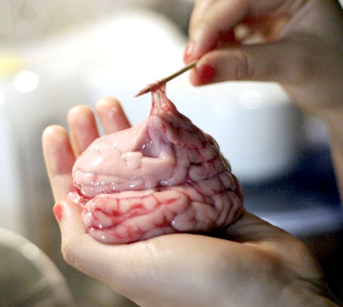 Cách làm óc heo chưng đậu xanh bổ dưỡng cho các sĩ tử mùa thi