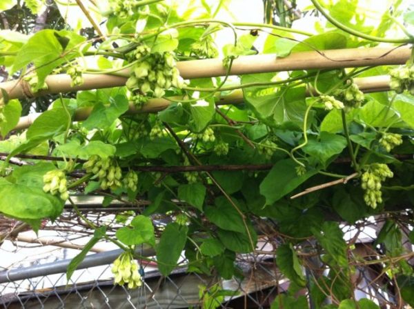 Cách làm thịt cuộn hoa thiên lý hấp siêu thơm ngon và bổ dưỡng