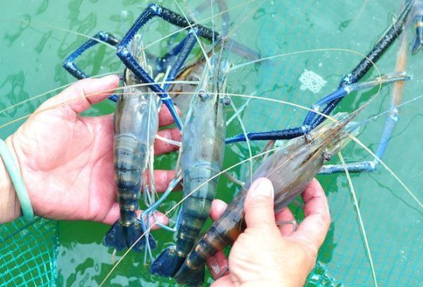 Cách làm tôm kho tàu cực ngon ăn hết “bay” nồi cơm