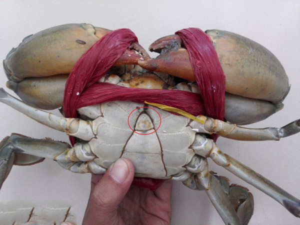 Cách luộc cua biển vừa chín, không gãy càng