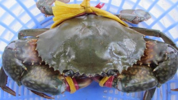 Cách luộc cua biển vừa chín, không gãy càng