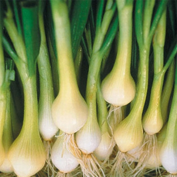 Cách muối hành trắng giòn, không hăng