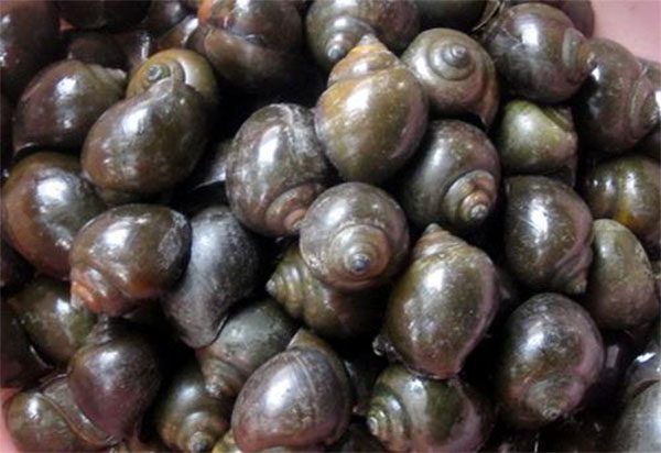 Cách nấu ốc nhồi chuối đậu cực ngon cực hấp dẫn