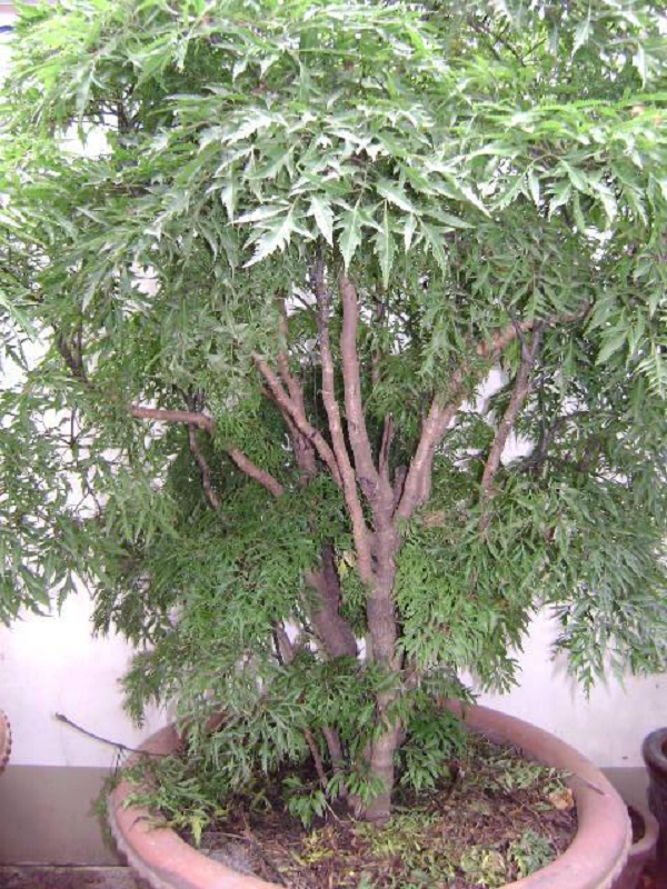 Cây đinh lăng và những tác dụng của cây đinh lăng