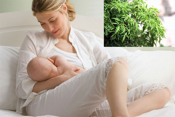 Cây đinh lăng và những tác dụng của cây đinh lăng