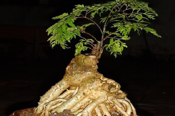 Cây đinh lăng và những tác dụng của cây đinh lăng