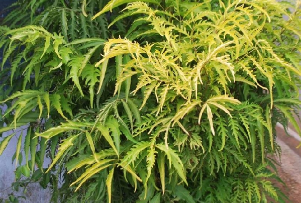 Cây đinh lăng và những tác dụng của cây đinh lăng