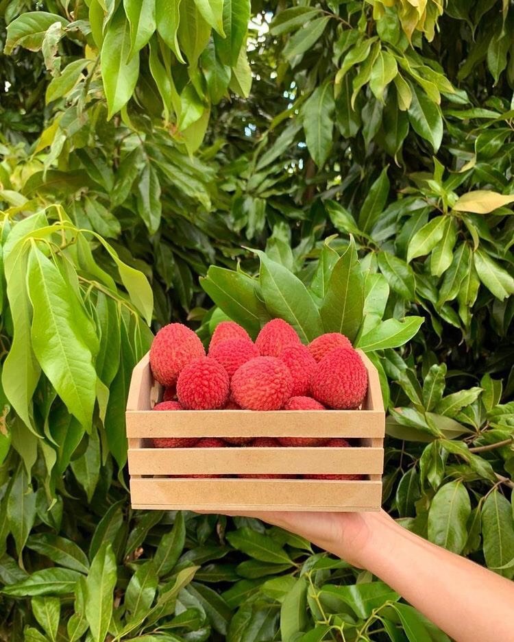 Cách làm trà vải giải nhiệt mùa hè