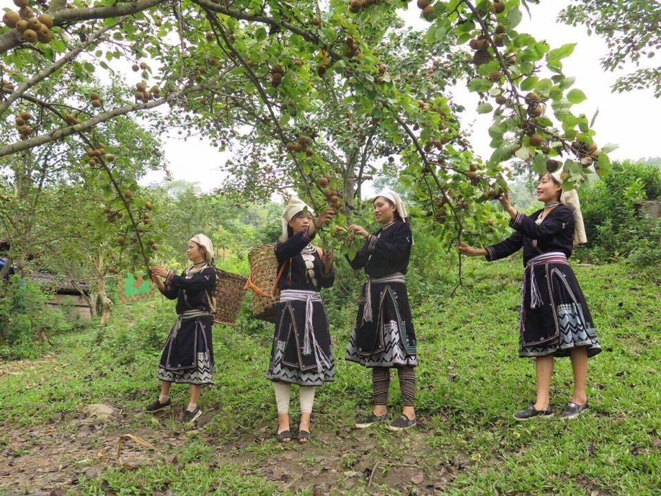 Mùa lê Hồng Thái - Na Hang (Tuyên Quang)