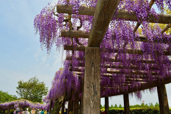 10 điều đặc biệt và mới mẻ chờ đón du khách ở Kyoto