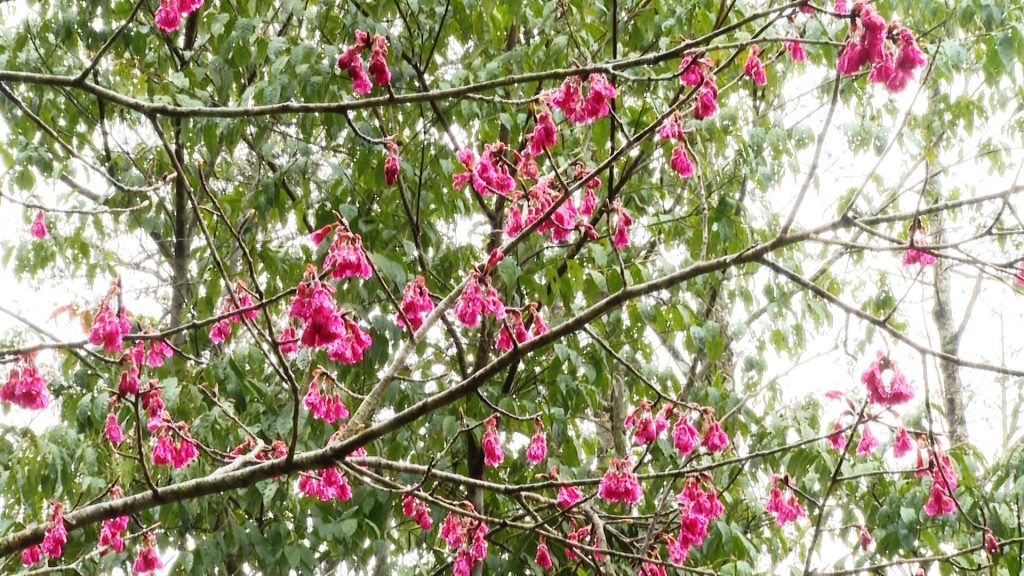 Tiềm năng du lịch khám phá đỉnh Tây Côn Lĩnh, Hà Giang