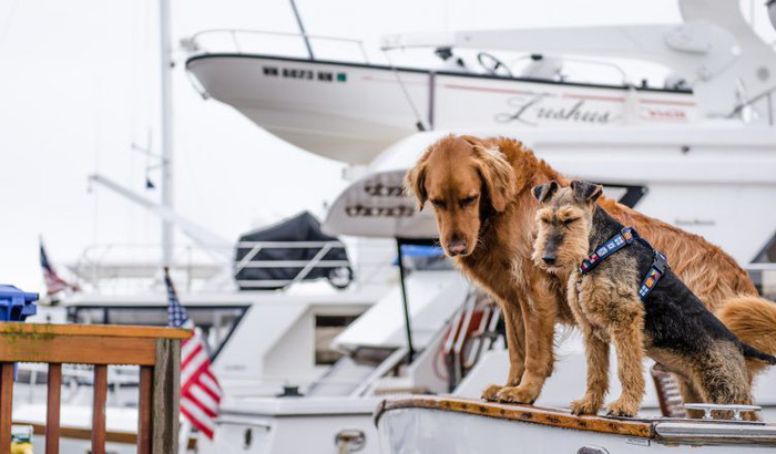 3 mẹo đi du lịch cùng thú cưng