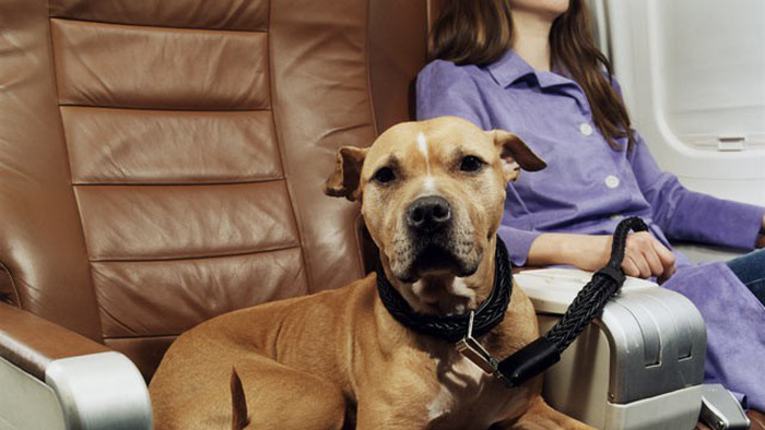 3 mẹo đi du lịch cùng thú cưng