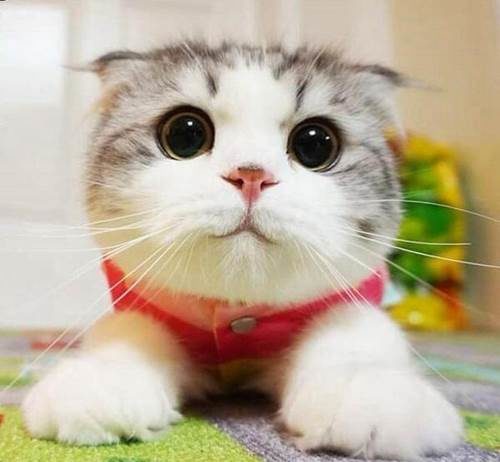 Mơ thấy mèo có ý nghĩa gì?