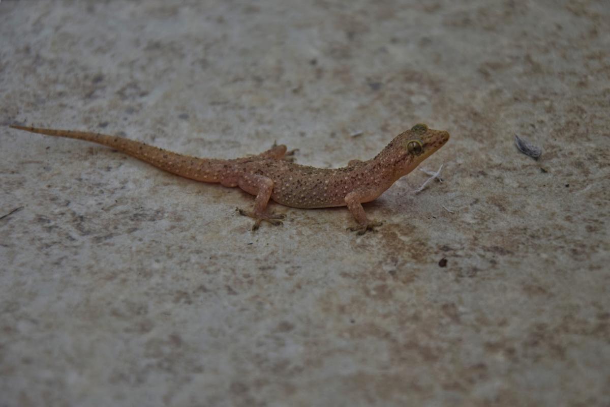 Gặp tắc kè vào nhà - Luận giải những bí mật cực thú vị & con số may mắn