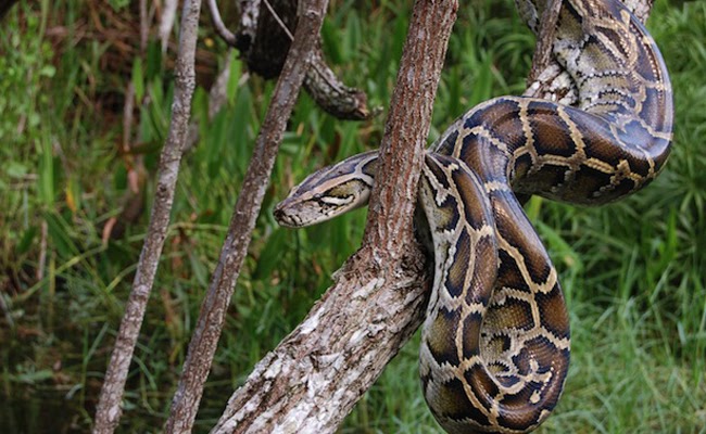 Ngủ mơ thấy trăn: Điềm báo và những bí ẩn trong tương lai