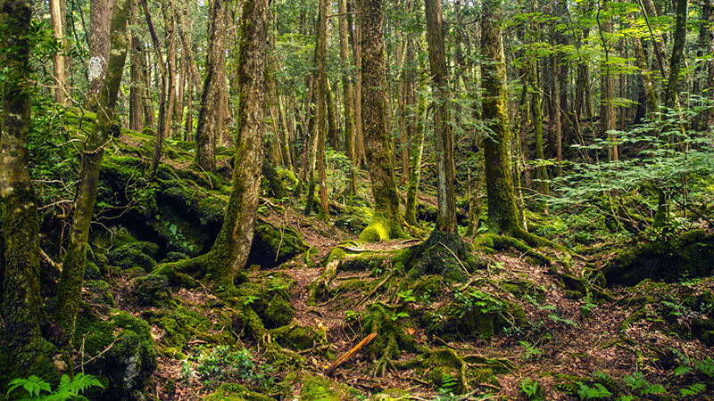 Top 200+ tên tiếng Nhật hay, ý nghĩa cho nam và nữ