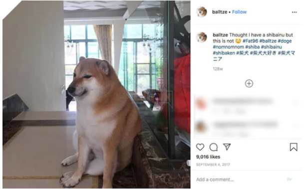 Meme Cheems là gì và nguồn gốc, ý nghĩa, các meme hài hước?