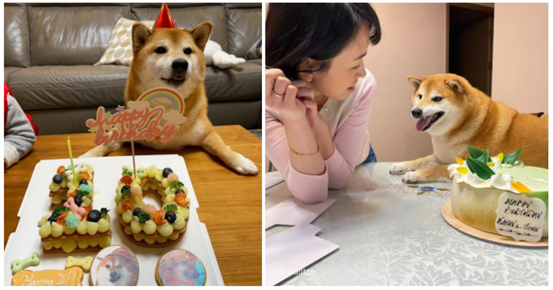 Meme Cheems là gì và nguồn gốc, ý nghĩa, các meme hài hước?