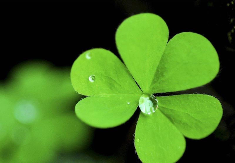 Lễ Thánh Patrick là ngày mấy? Nguồn gốc, ý nghĩa? Làm gì vào ngày này?