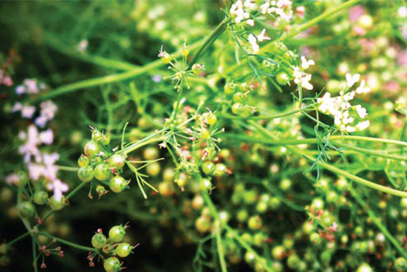 Tết đoan ngọ là gì? Nguồn gốc và ý nghĩa? Nên cúng và lưu ý những gì?