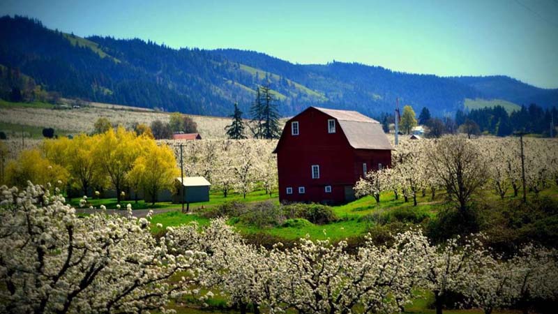 Top 25 themes đẹp, miễn phí cho Windows 10 kèm hướng dẫn chi tiết