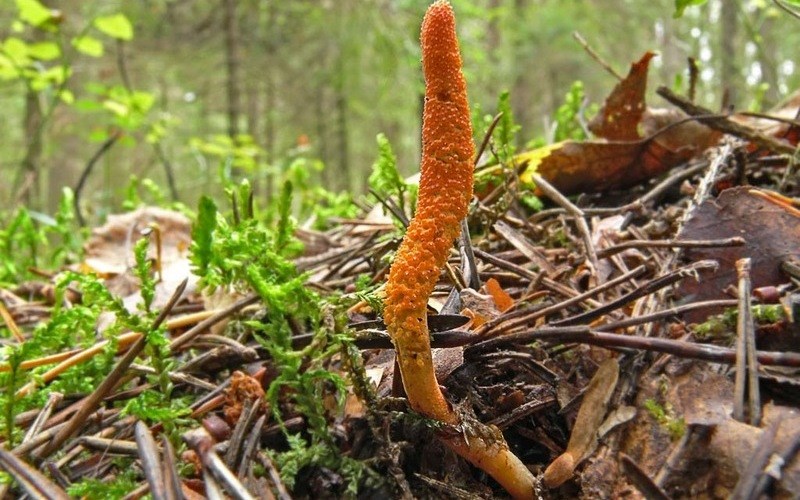 Đông trùng hạ thảo là gì và sự thật về loại thần dược này?