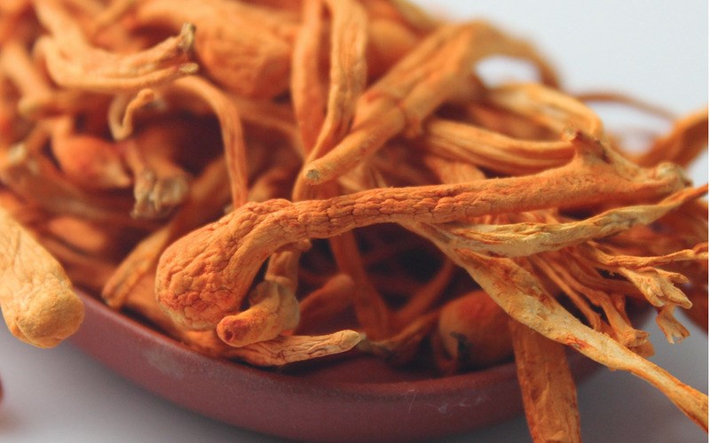 Đông trùng hạ thảo là gì và sự thật về loại thần dược này?