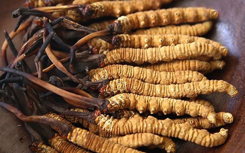 Đông trùng hạ thảo là gì và sự thật về loại thần dược này?