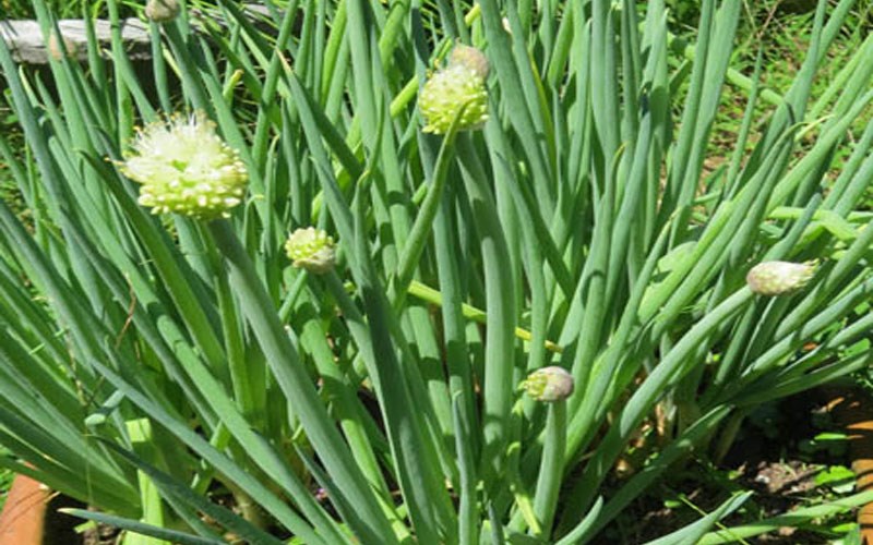 Ăn hành lá có lợi gì cho sức khỏe và các tác dụng của hành?