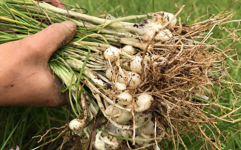 Ăn hành lá có lợi gì cho sức khỏe và các tác dụng của hành?