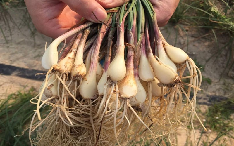 Ăn hành lá có lợi gì cho sức khỏe và các tác dụng của hành?