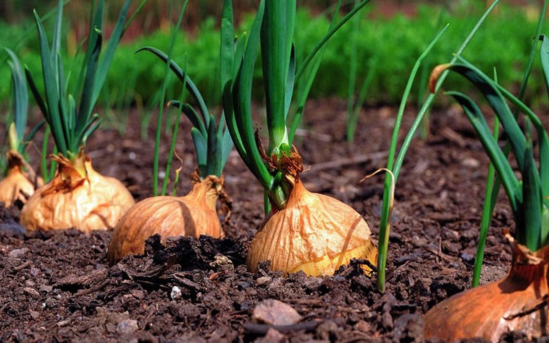 Ăn hành lá có lợi gì cho sức khỏe và các tác dụng của hành?