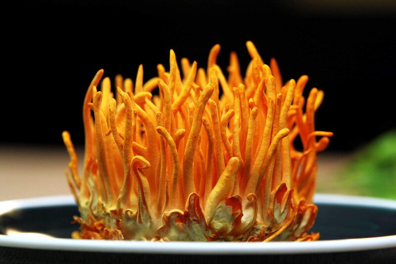 Đông trùng hạ thảo là gì và sự thật về loại thần dược này?