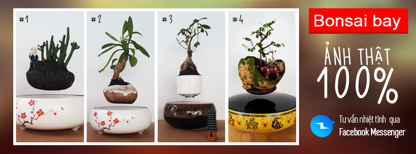 Bonsai Là Gì? Tìm Hiểu Về Bonsai Là Gì?