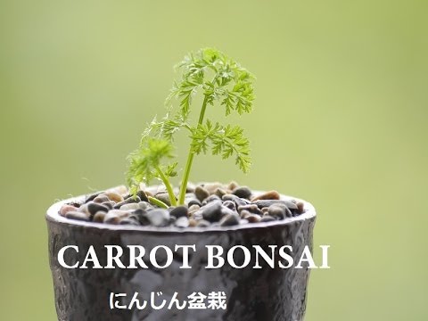 Bonsai Là Gì? Tìm Hiểu Về Bonsai Là Gì?