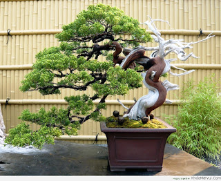 Bonsai Là Gì? Tìm Hiểu Về Bonsai Là Gì?