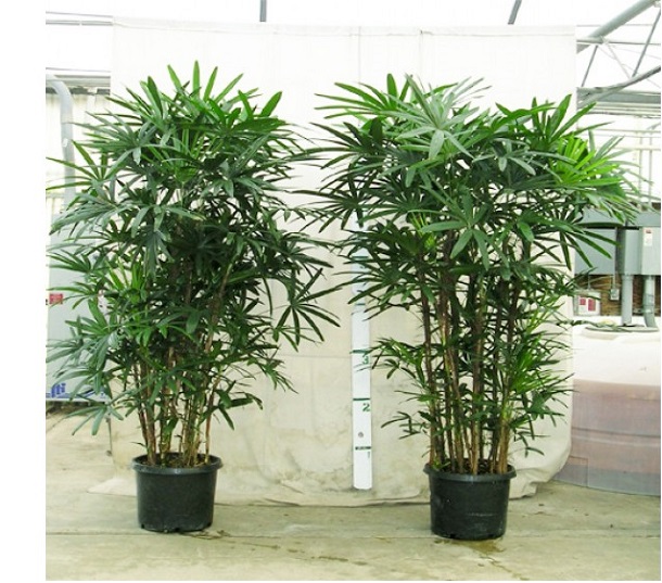 Bùa May Mắn Là Gì? Tìm Hiểu Về Bùa May Mắn Là Gì?